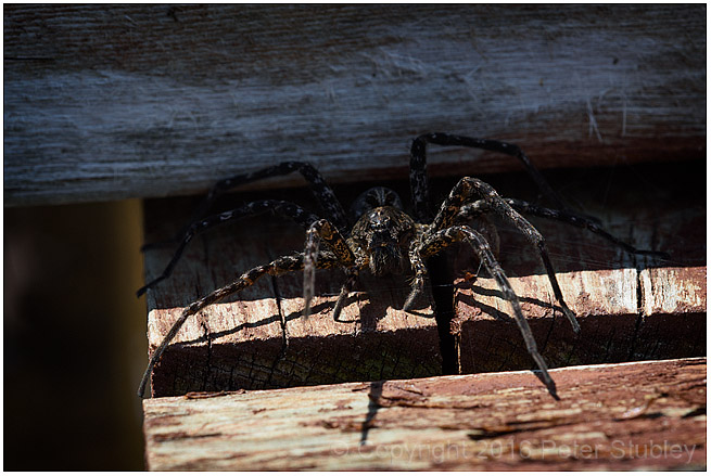 Dock spider.