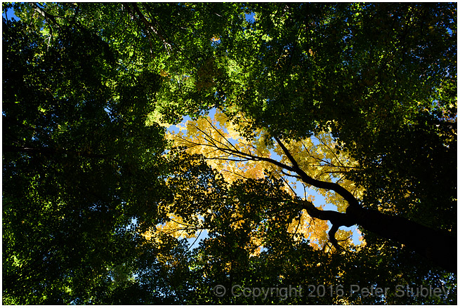 Golden canopy.