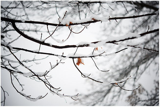 Snow branches.