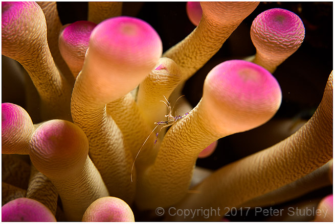 Tiny Pedersens shrimp in anemone.