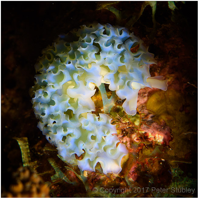 Lettuce leaf seaslug.