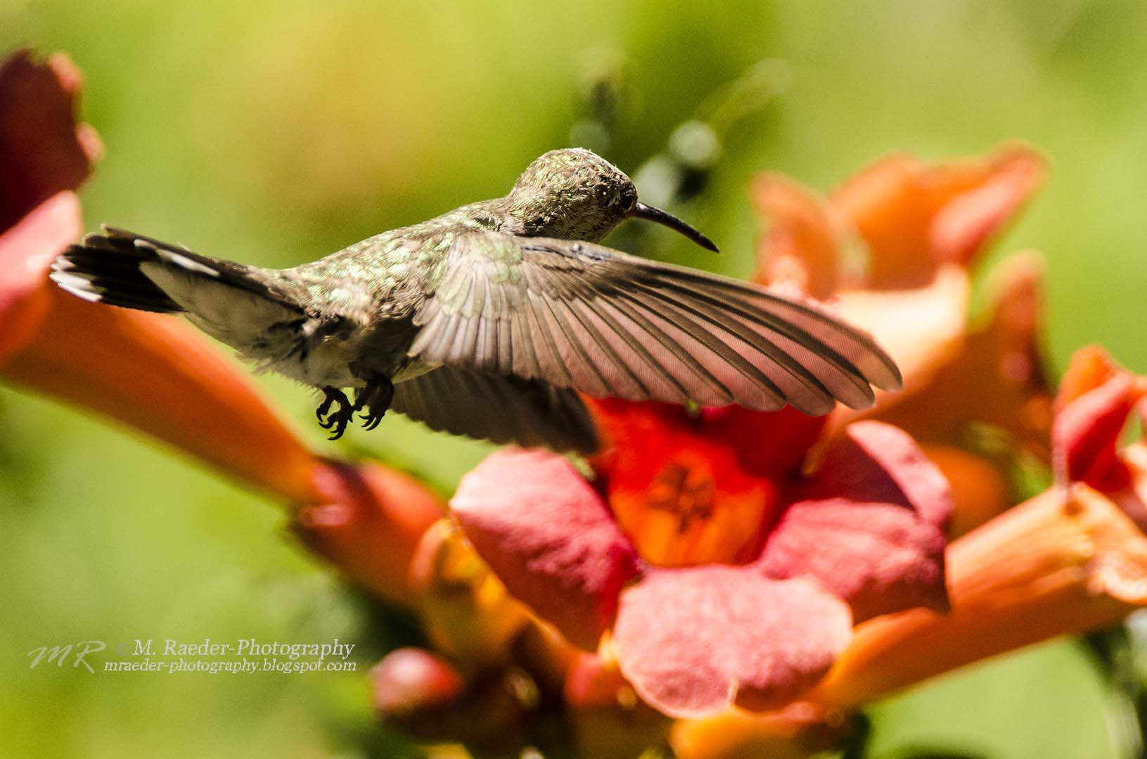 1022_DSC_0635_s-hummer on trumpet.jpg