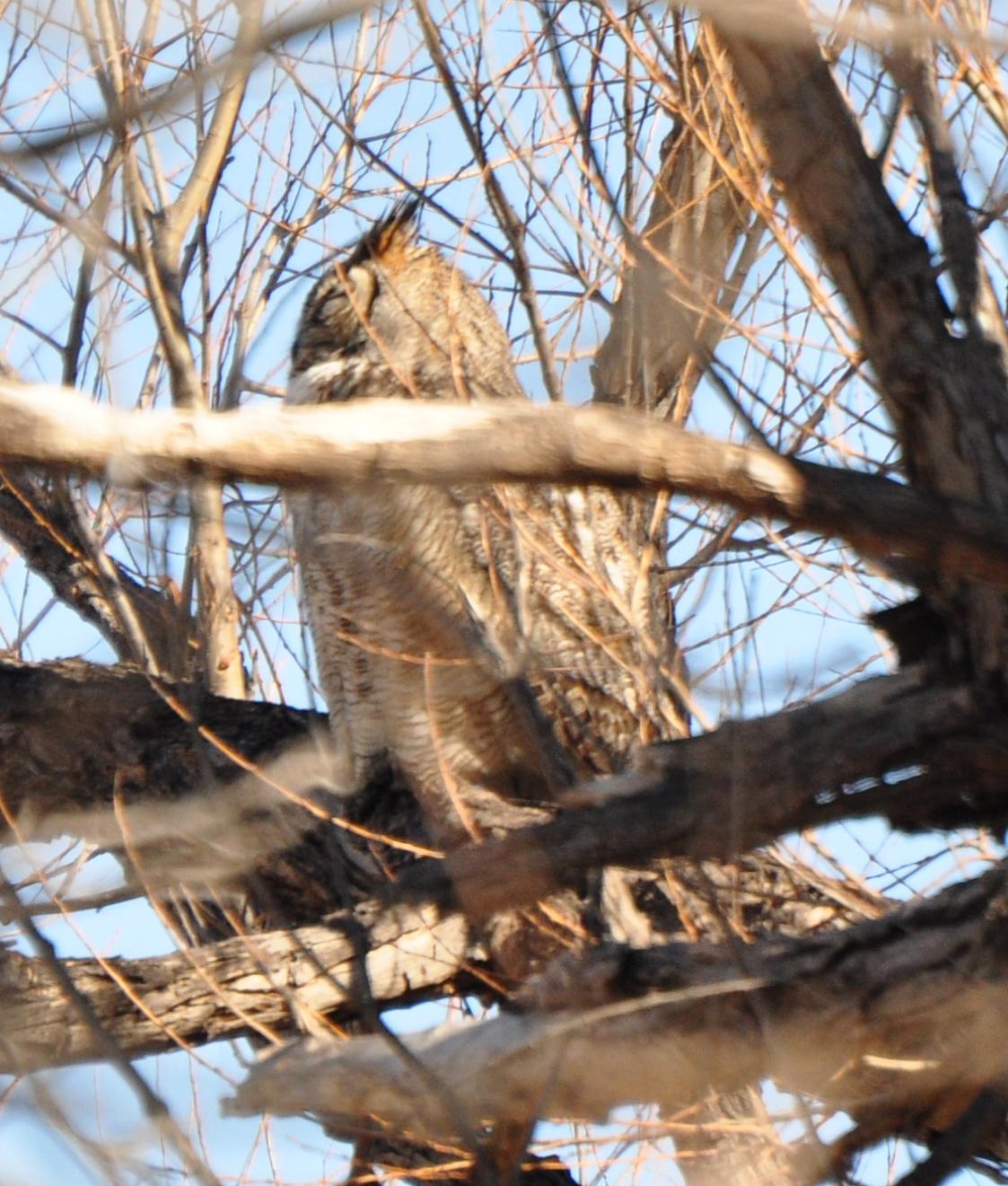 Great-horned Owl