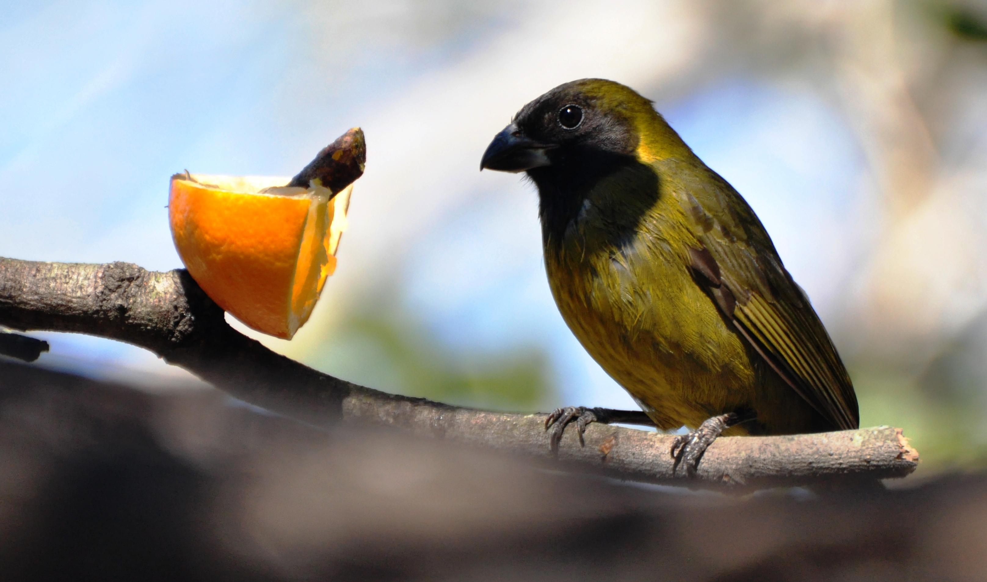 Female Crimson-collared Grosbeak