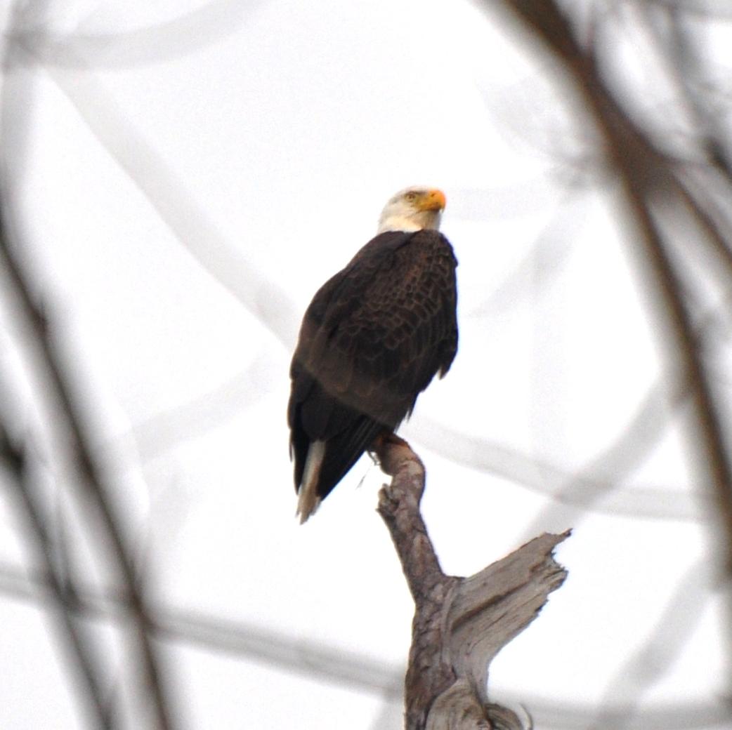Adult Bald Eagle