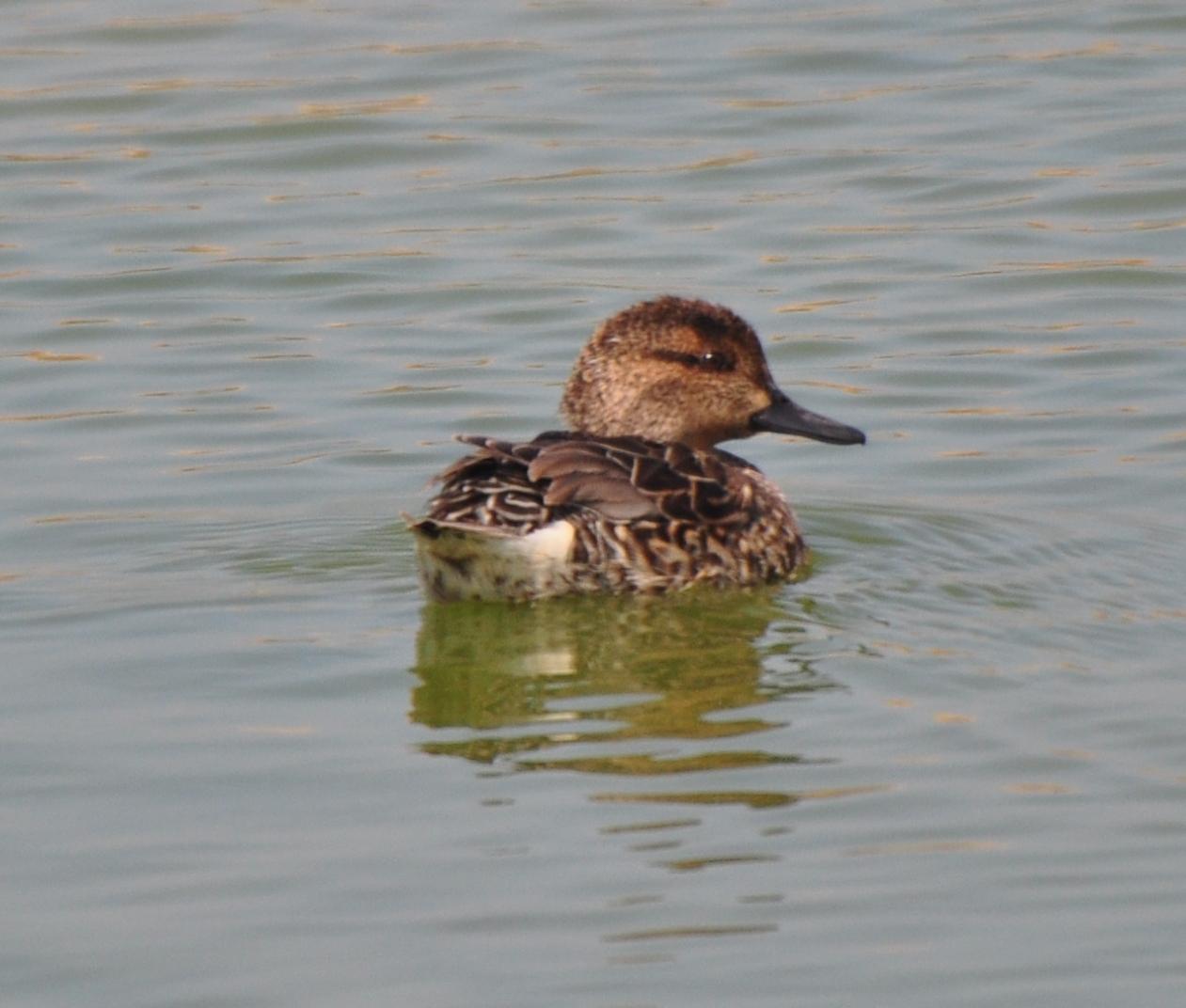 Green-winged Teal, Hen