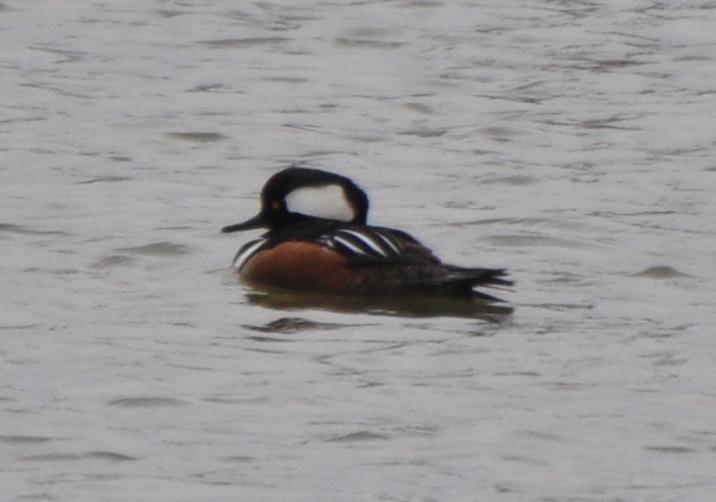 Drake Alternate Plumaged Hooded Merganser