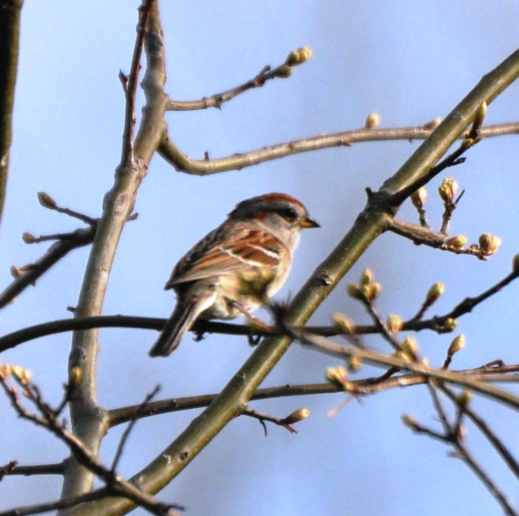 American Tree Sparrow