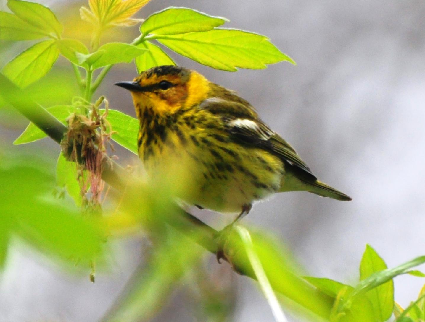 Cape May Warbler, Male Alternate Plumaged