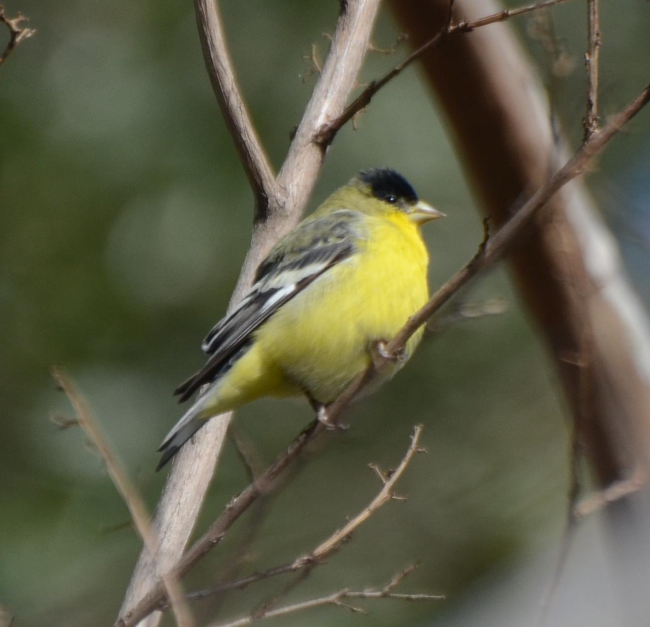 Lesser Goldfinch, Male Western