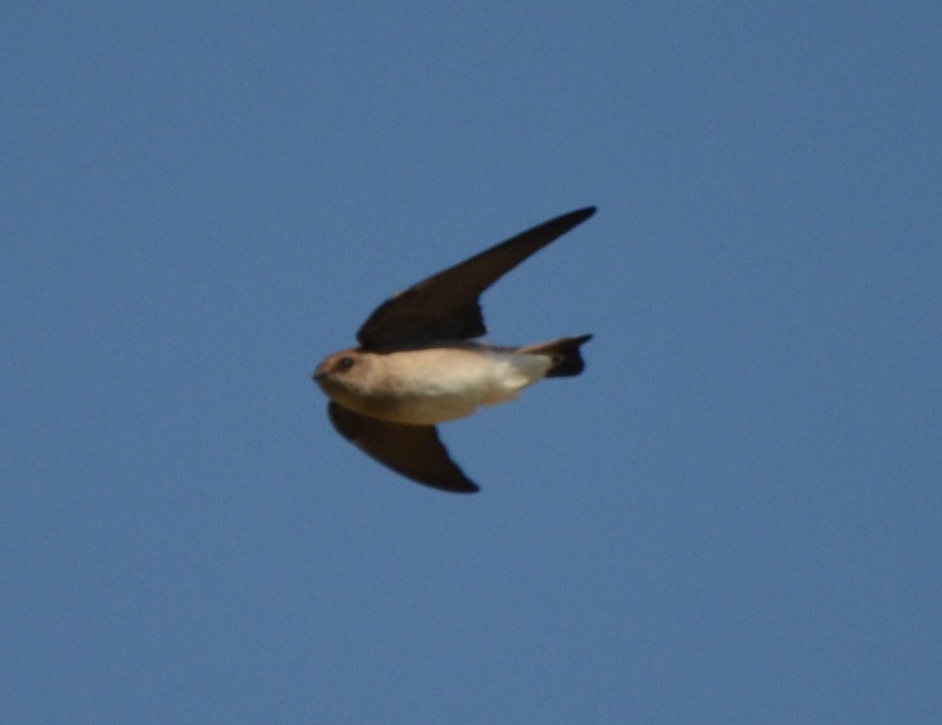 Northern Rough-winged Swallow