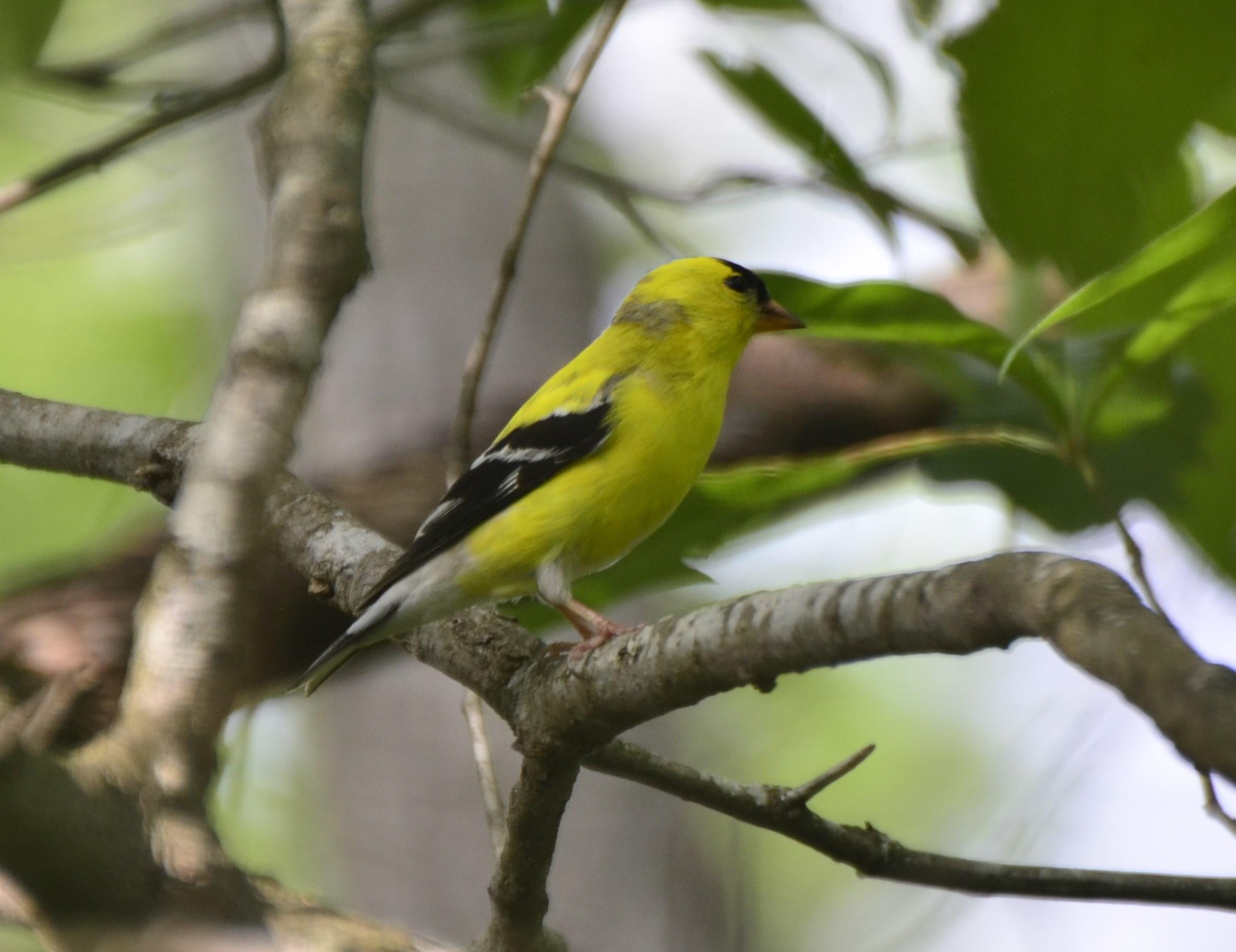 American Goldfinch