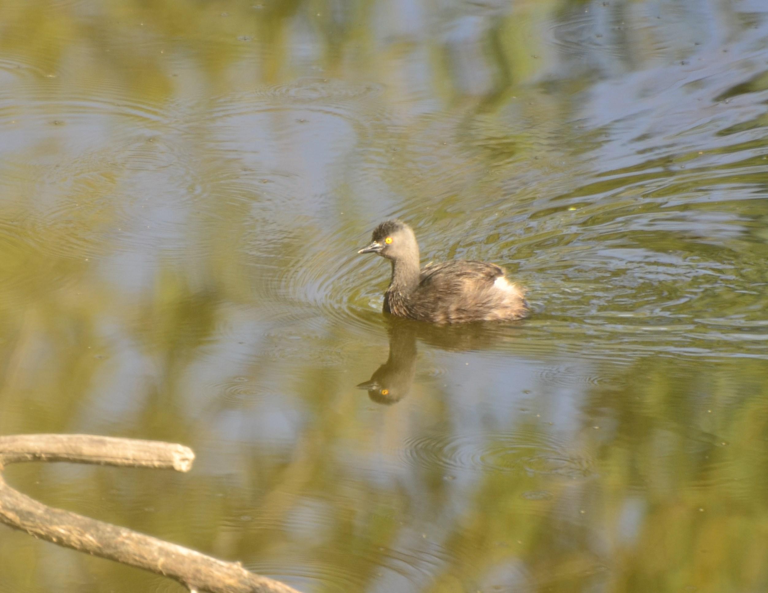 Least Grebe 