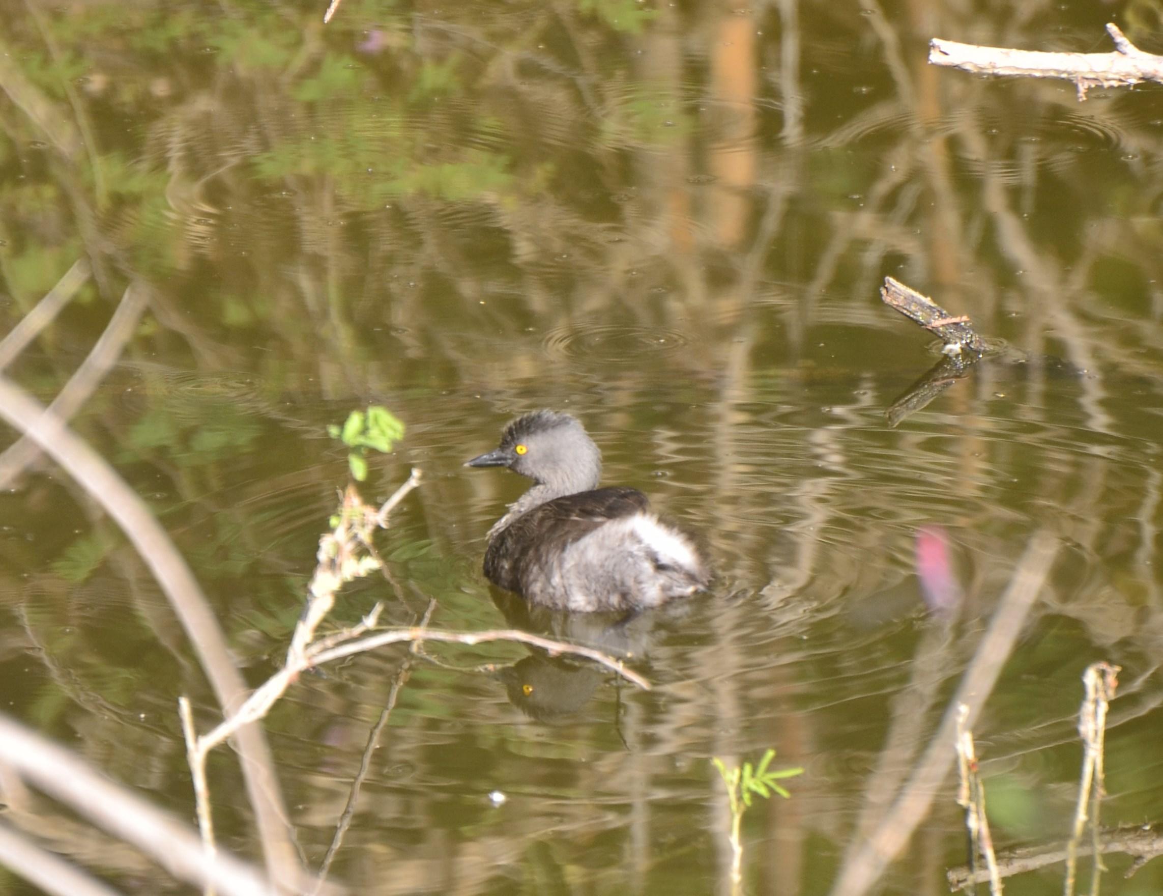 Least Grebe 