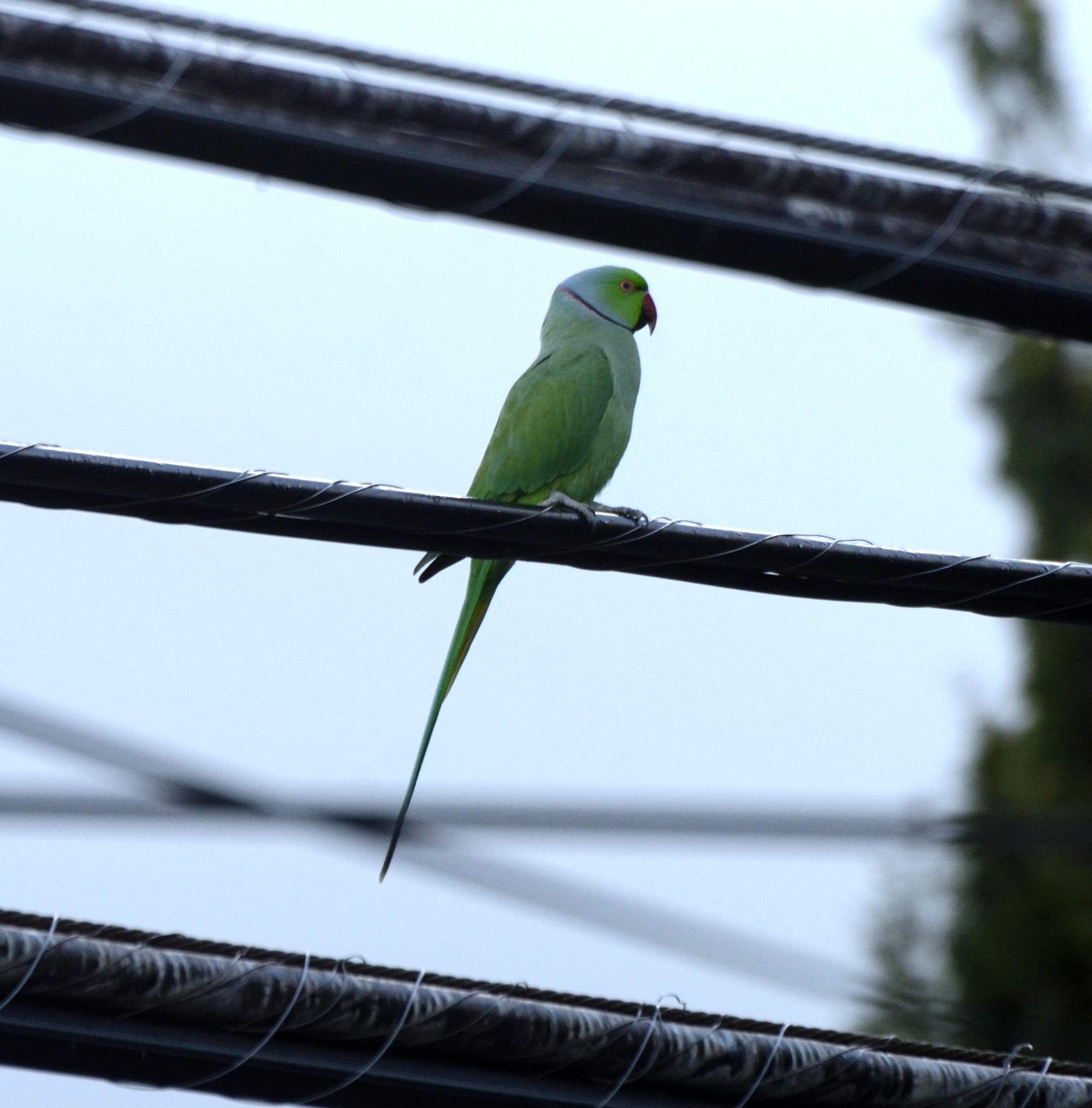 Rose-ringed Parakeet