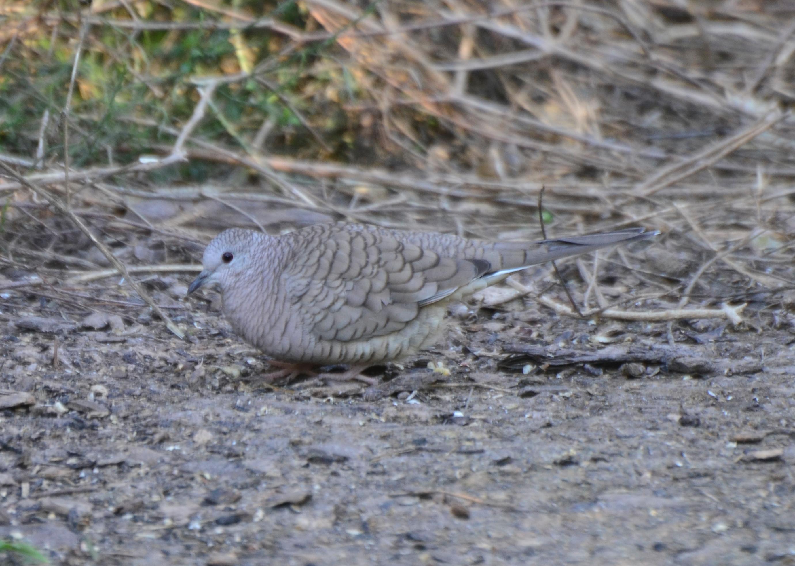 Inca Dove