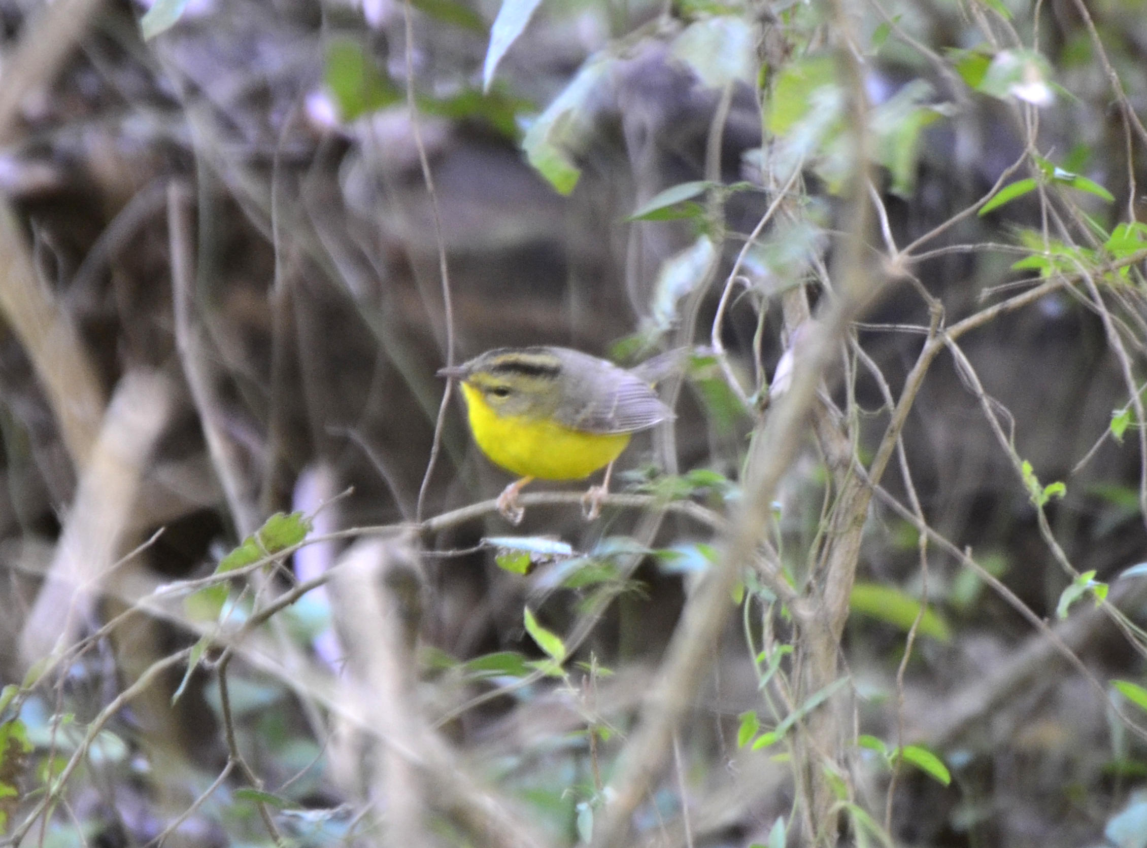 Golden-crowned Warbler (4)
