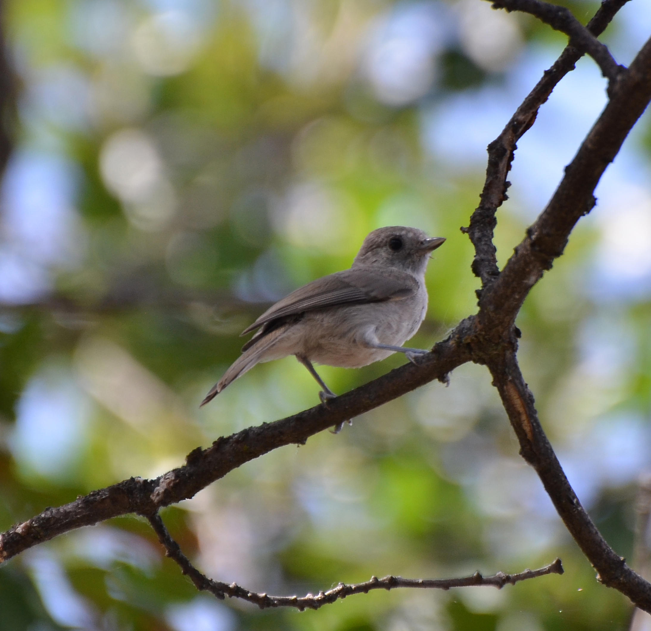 Oak Titmouse