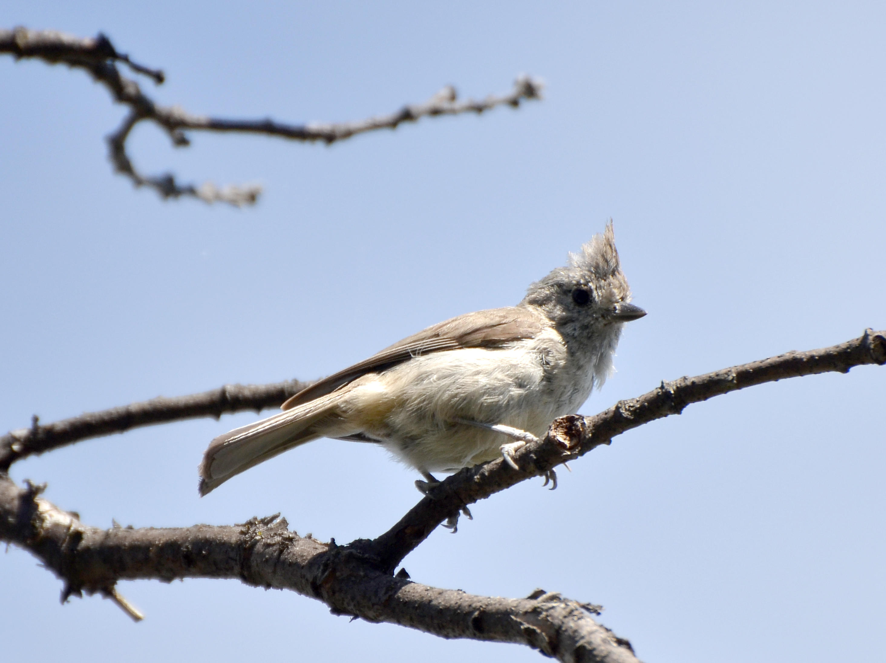 Oak Titmouse