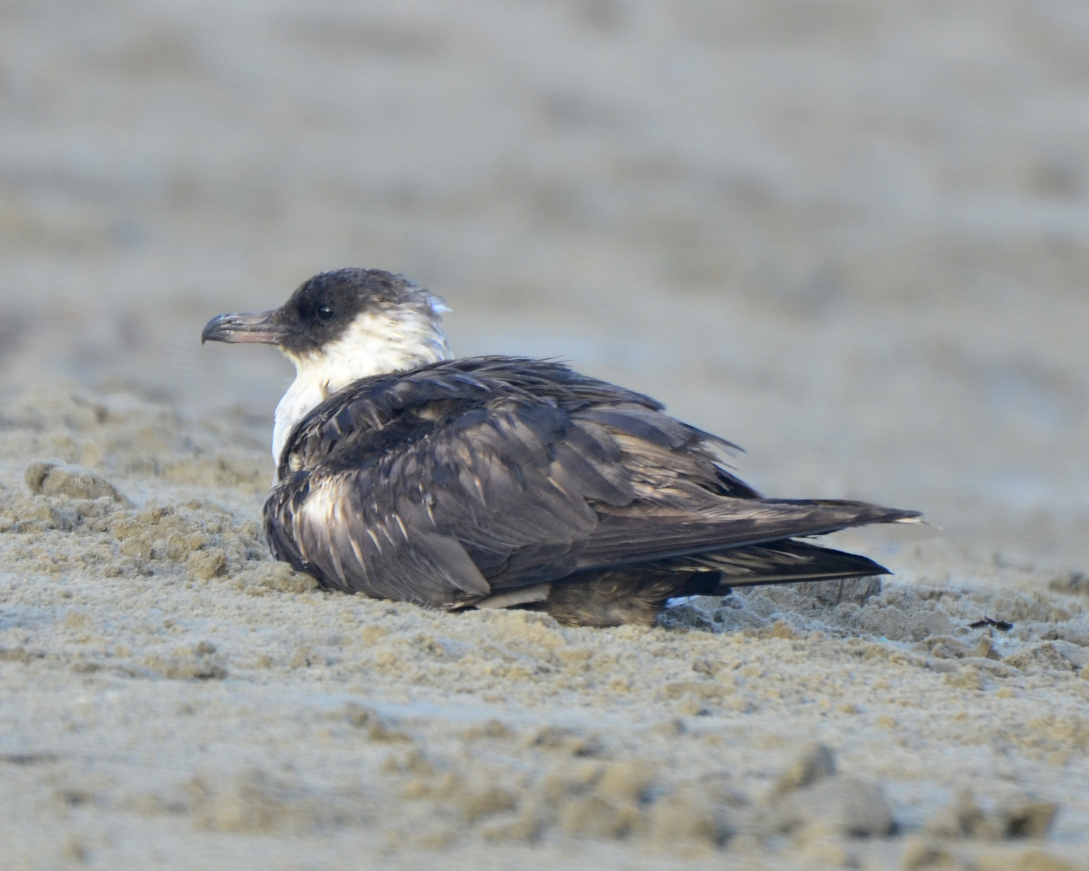Pomarine Jaeger