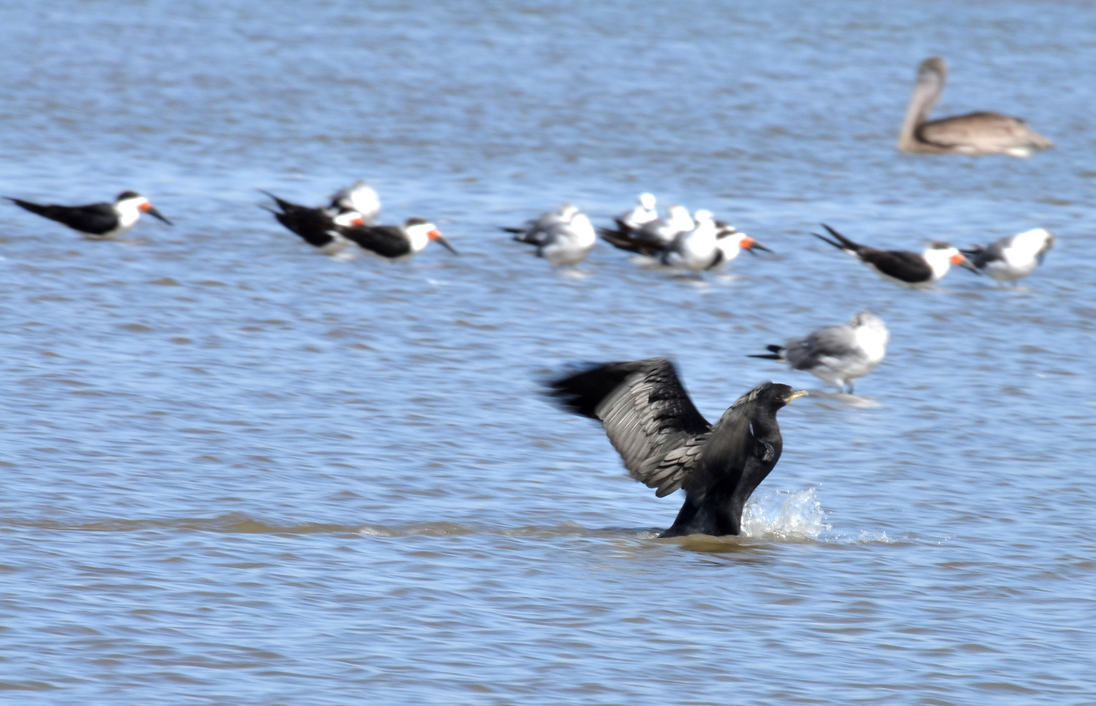 Neotropic Cormorant, Basic Plumage