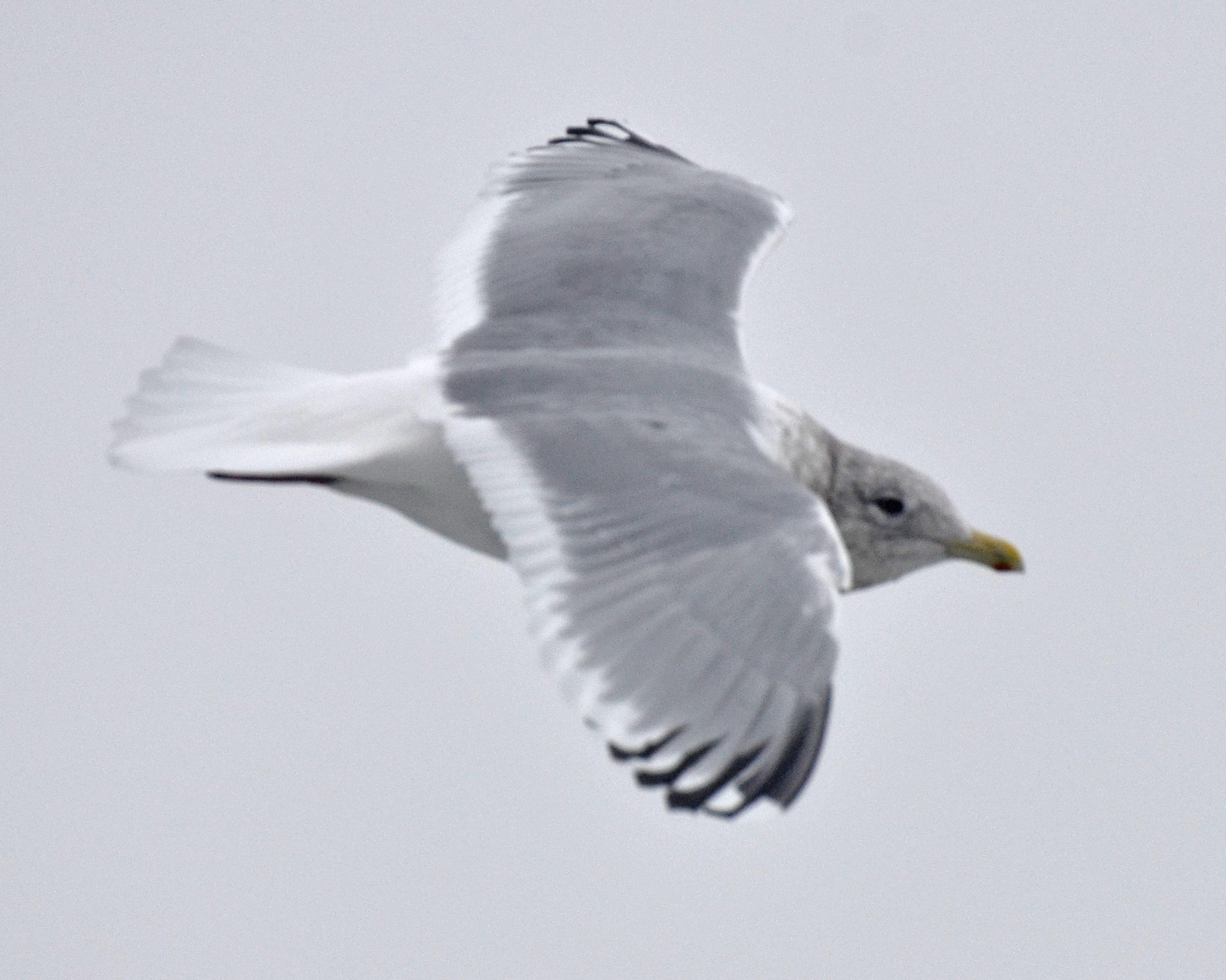 Thayers Gull