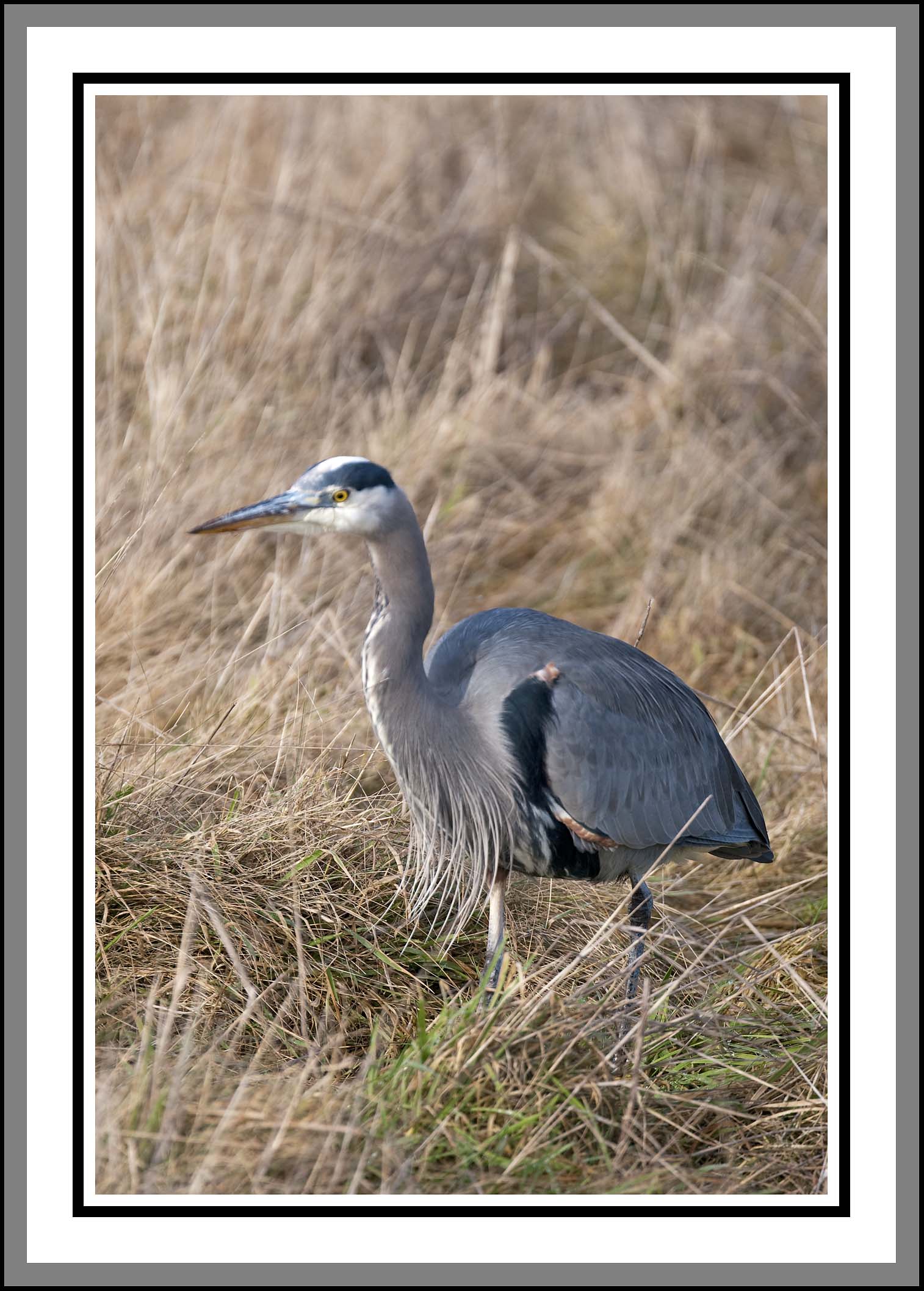 Blue Heron