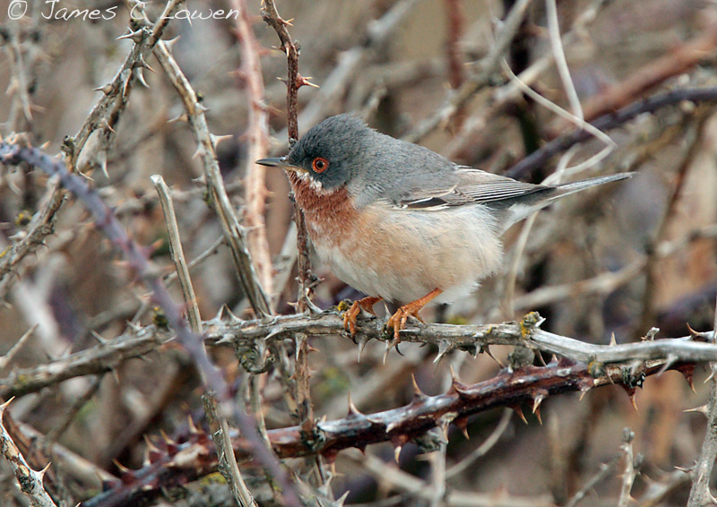 Eastern Subalpine Warbler