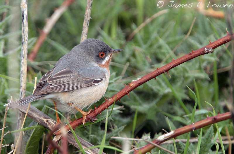 Eastern Subalpine Warbler