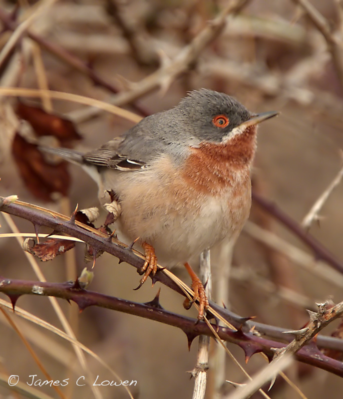 Eastern Subalpine Warbler