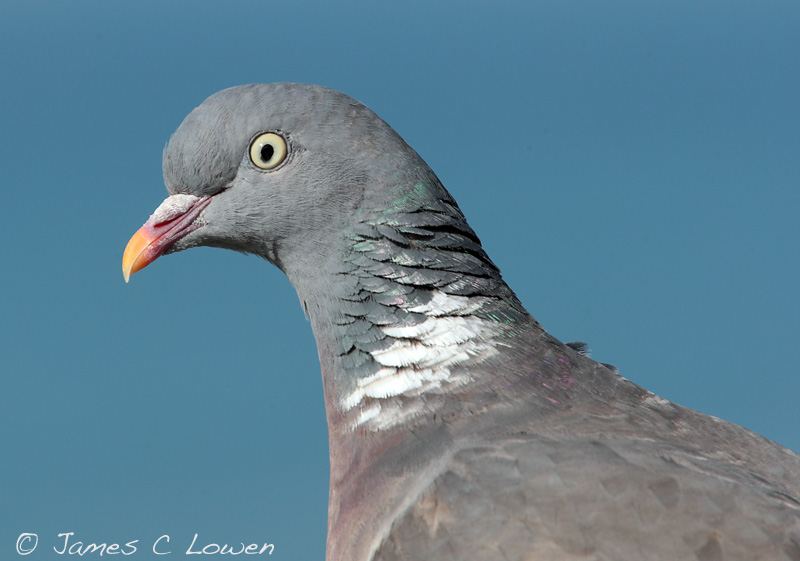 *NEW* Woodpigeon