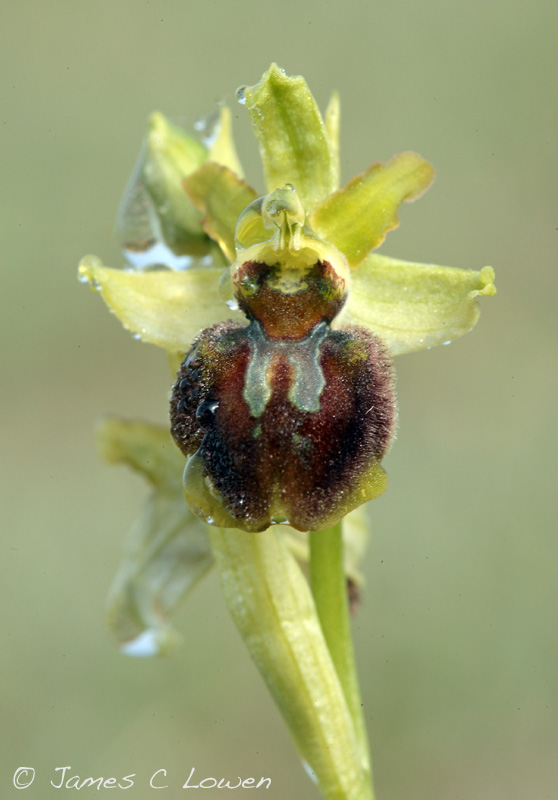 Early Spider Orchid