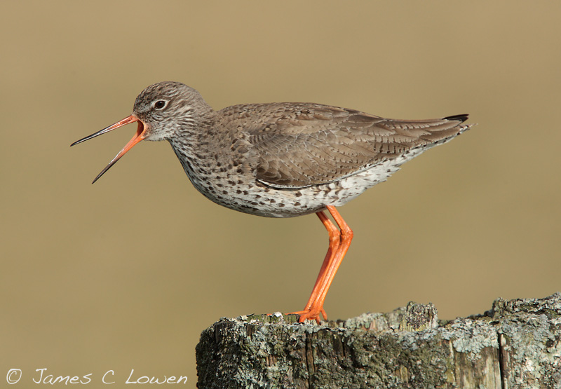 Common Redshank
