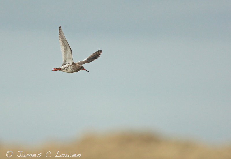 Common Redshank