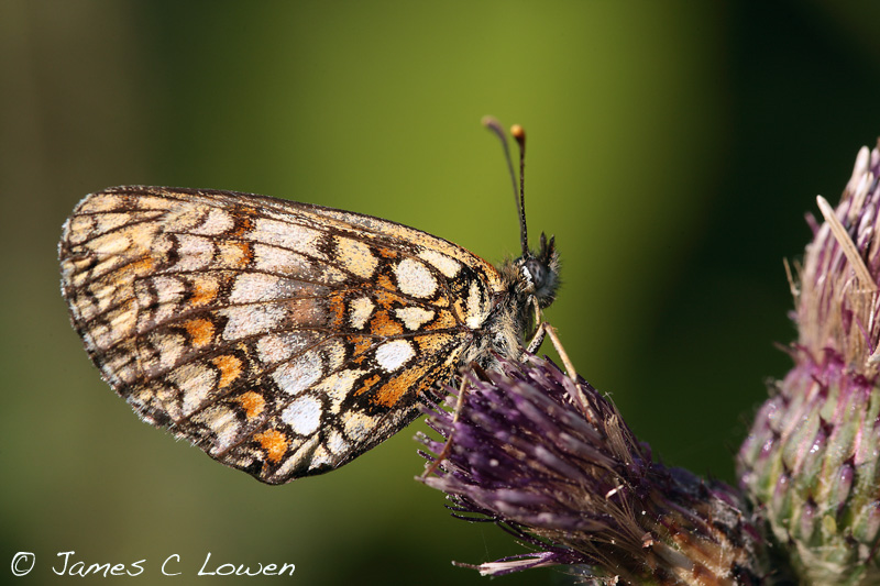 Heath Fritillary