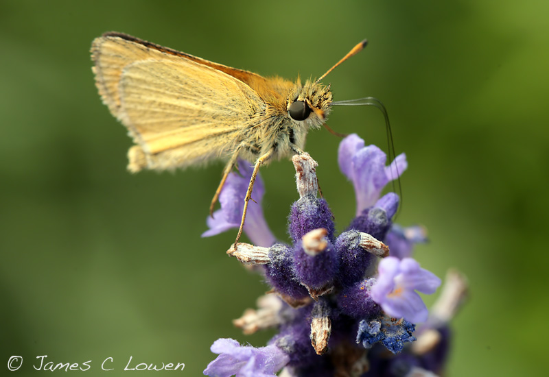 Essex Skipper