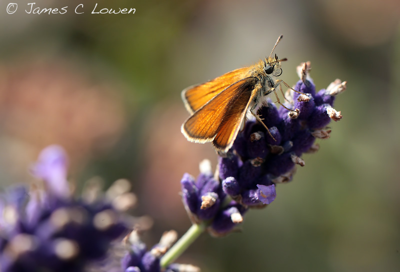 Essex Skipper