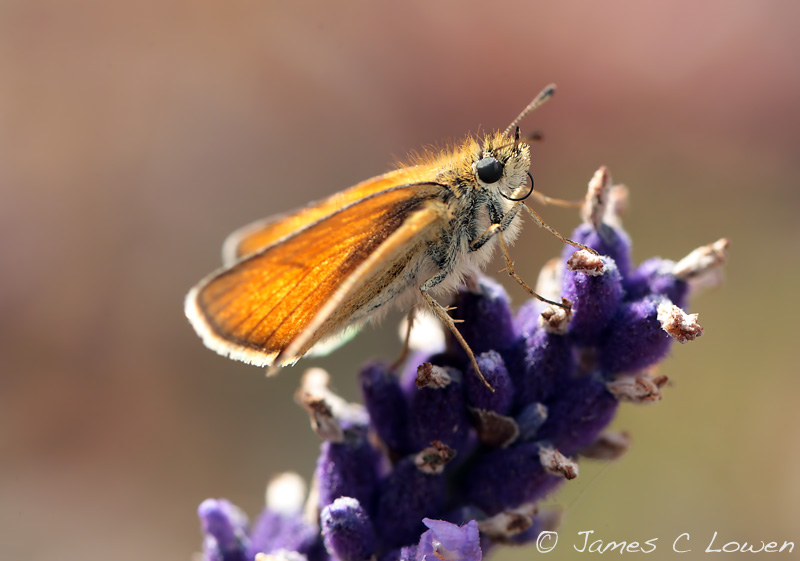 Essex Skipper