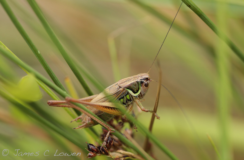 *NEW* Roesels Bush Cricket