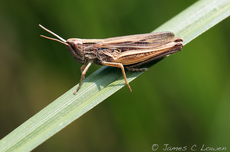 *NEW* Grasshopper sp tbc