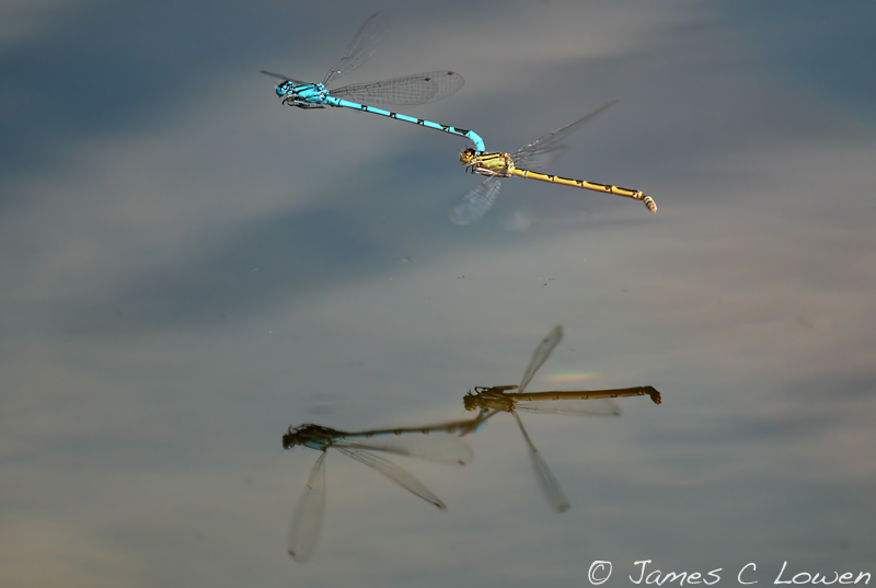 Common Blue Damselfly