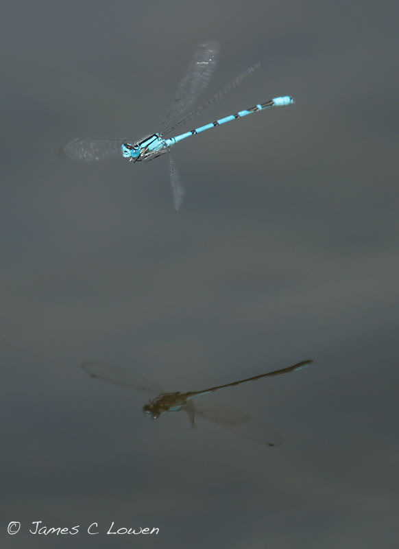 Common Blue Damselfly