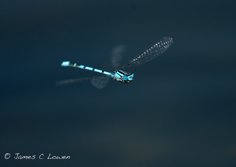 Common Blue Damselfly