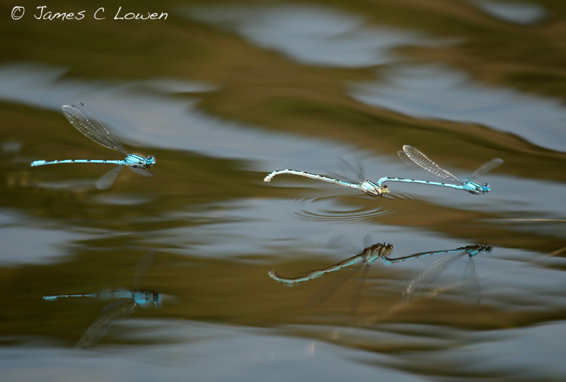 Common Blue Damselfly
