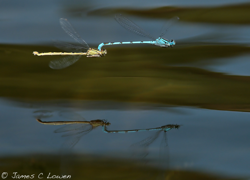 Common Blue Damselfly