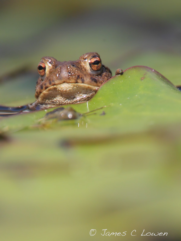 Common Toad