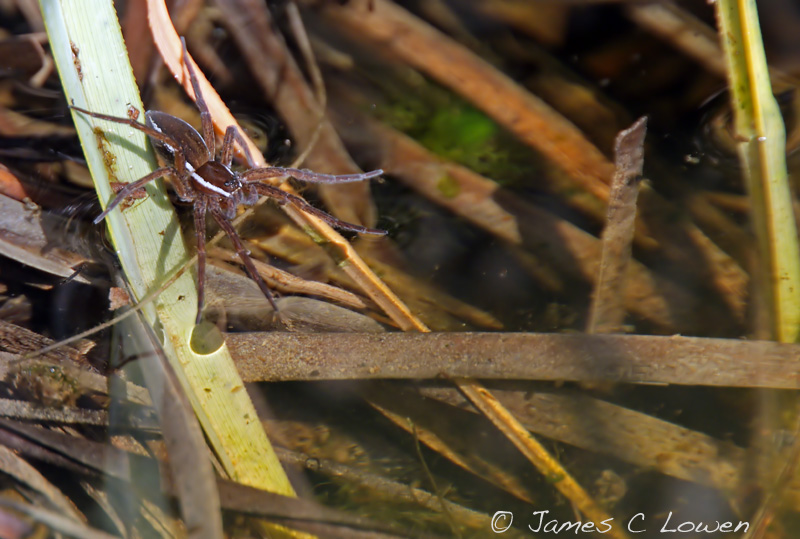 *NEW* Fen Raft Spider