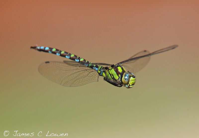 Southern Hawker