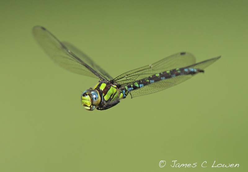 Southern Hawker
