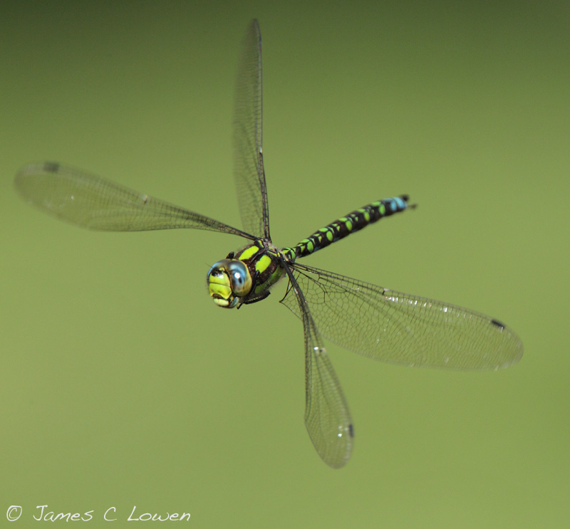 Southern Hawker